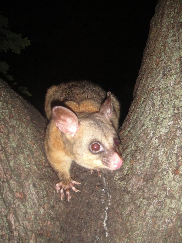 Photo Possums in Hyde Park, Sydney City possums