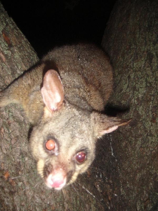 Photo Possums in Hyde Park, Sydney City pretty