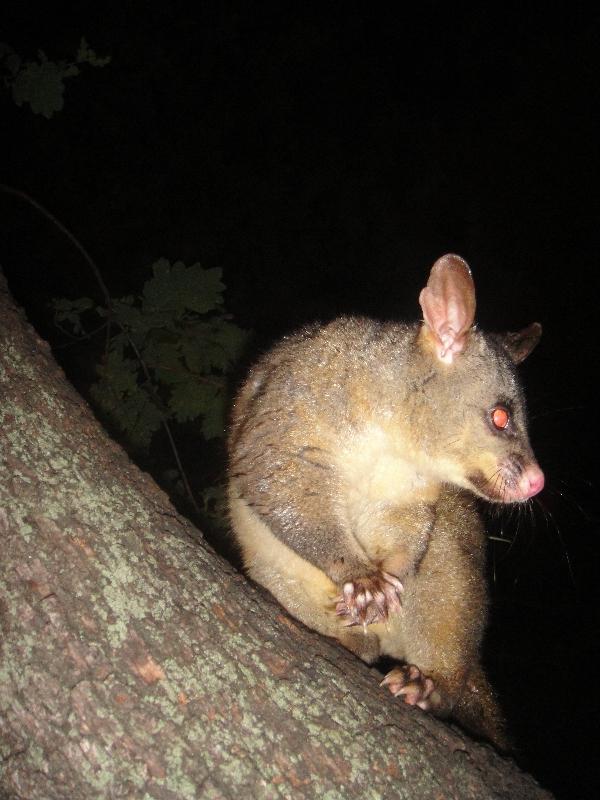 Photo Possums in Hyde Park, Sydney City Australia