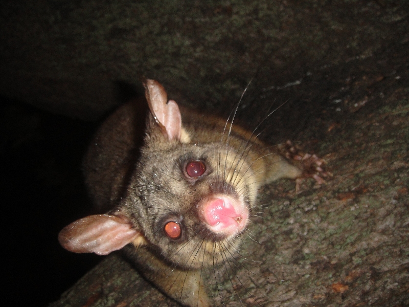 Photo Possums in Hyde Park, Sydney City places