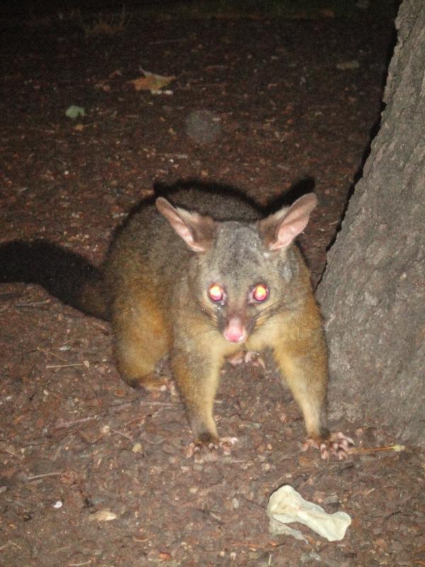 Photo Possums in Hyde Park, Sydney City called