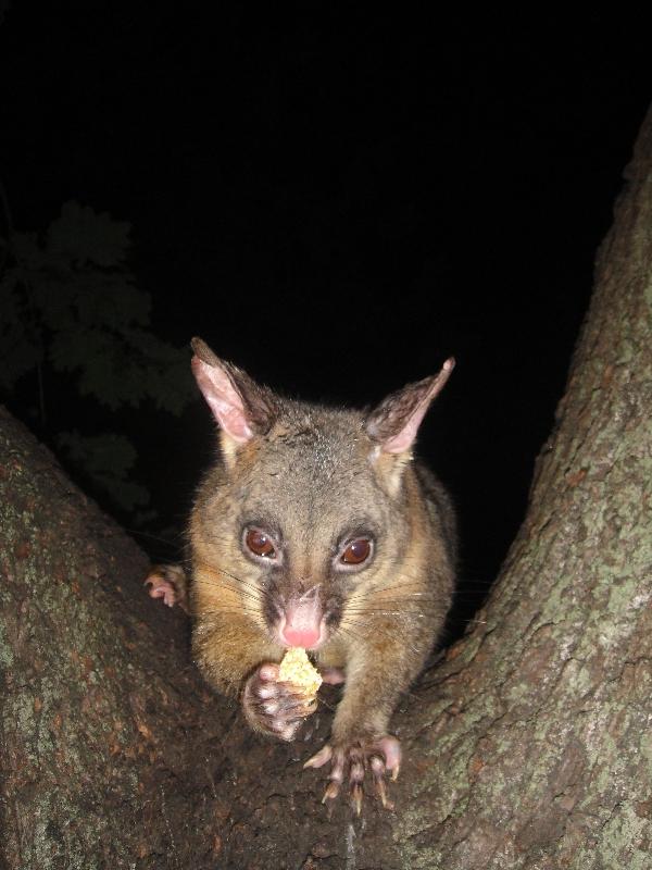 Photo Possums in Hyde Park, Sydney City chatting