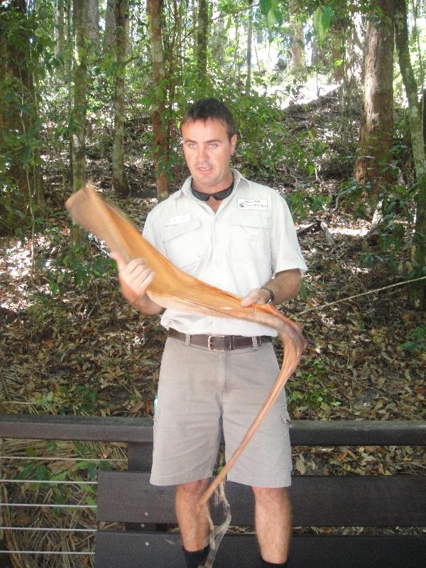 Guided rainforest walk Wanggoolba Creek, Australia