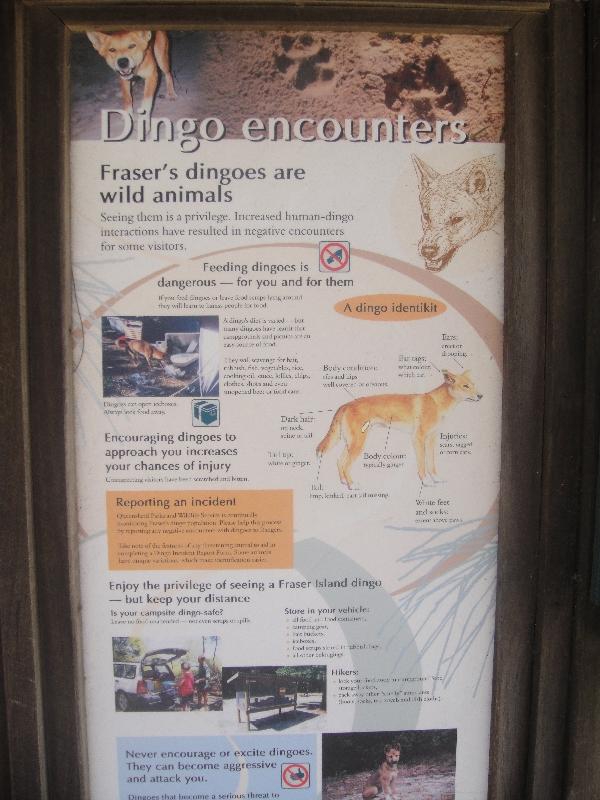 Wild Dingo danger on Fraser Island, Hervey Bay Australia