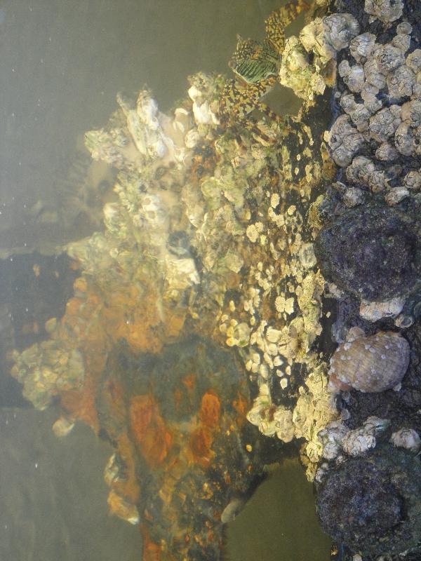 Crabs and fishies around Moheno, Australia