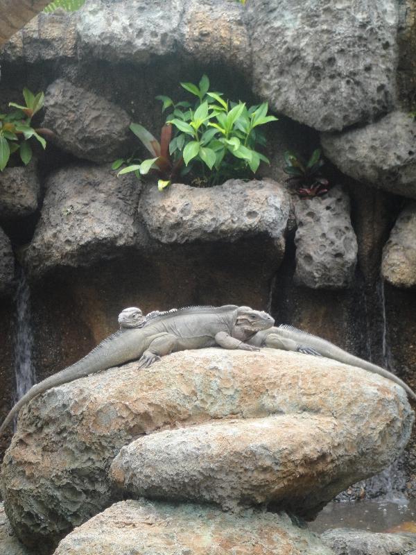 Lizards in the sun @ Australia Zoo, Australia