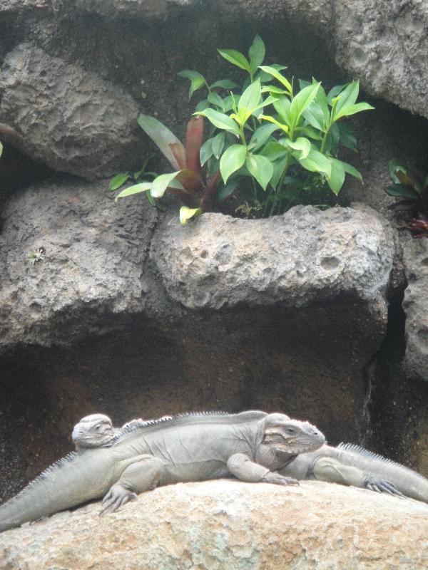 Lazy lizards in Beerwah, Australia