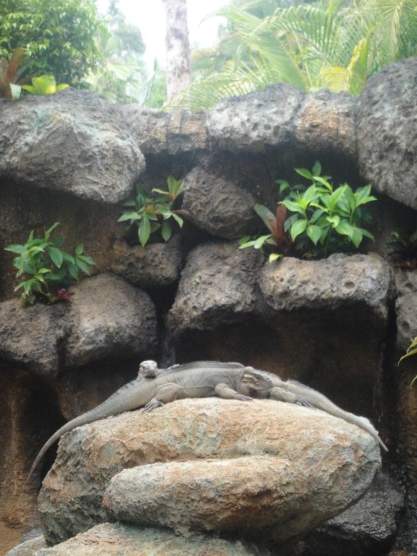 Steve Irwins lazy lizards, Australia