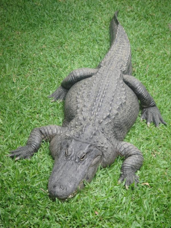 Female Croc at Beerwah zoo, Beerwah Australia