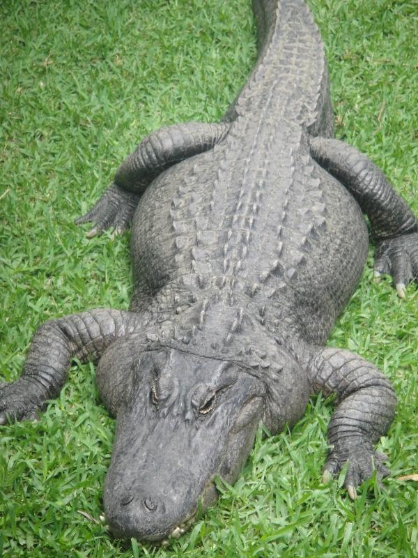 Giant Crocodile at the Australia Zoo, Australia