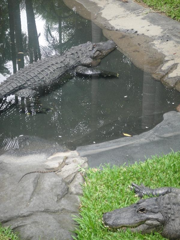Crocodiles in the 'wild', Beerwah Australia
