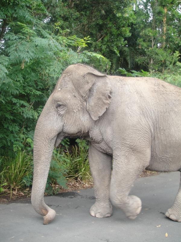 Cute elephants at the Beerwah Zoo, Beerwah Australia