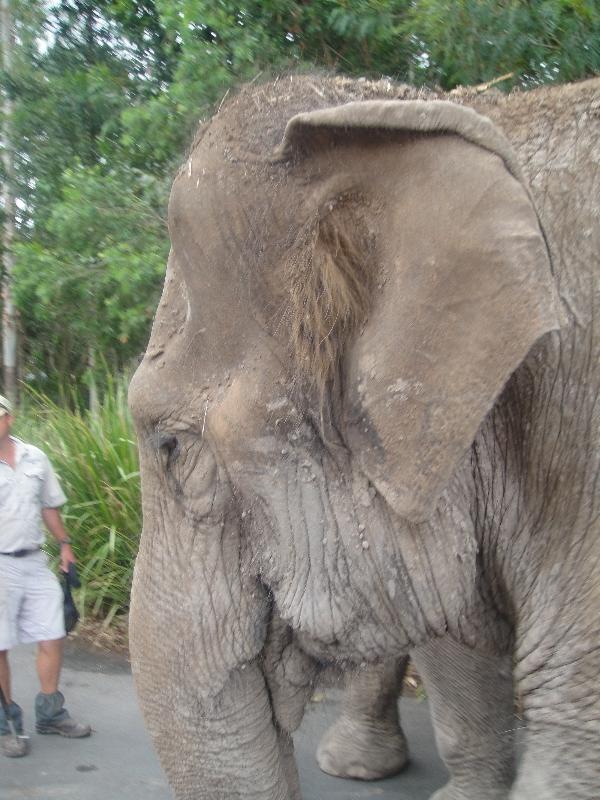 Elephants holding hand in Beerwah, Australia