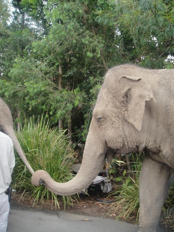 Elephants mummy and little one, Australia