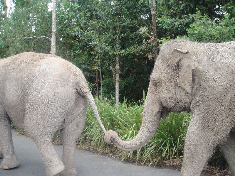 Elephants feeding at Australia Zoo, Beerwah Australia