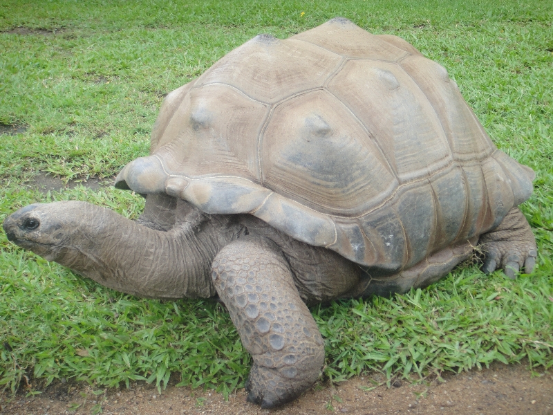 Eating Giant Turtles , Australia