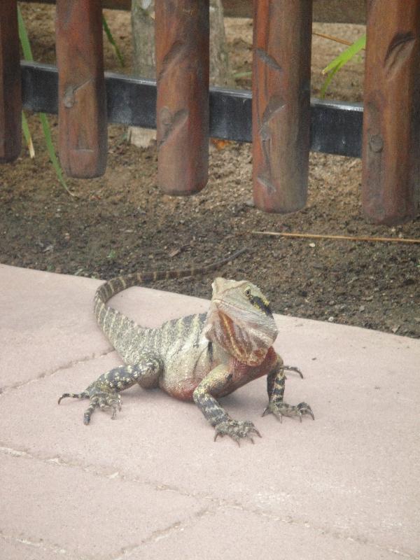 Lizard encounter at the Australia Zoo, Australia