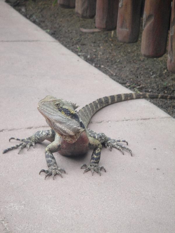 Curious Lizard at the Steve Irwin zoo, Beerwah Australia