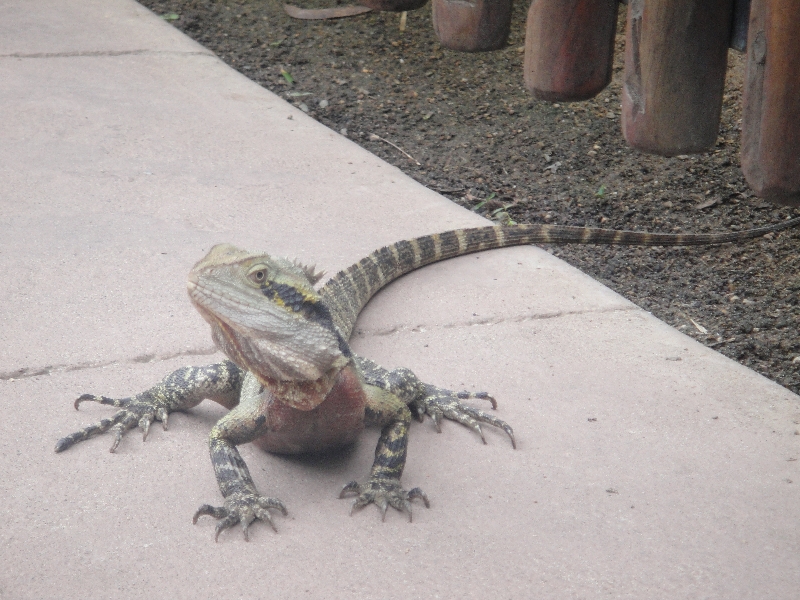 Lizards on walking paths in Beerwah, Beerwah Australia