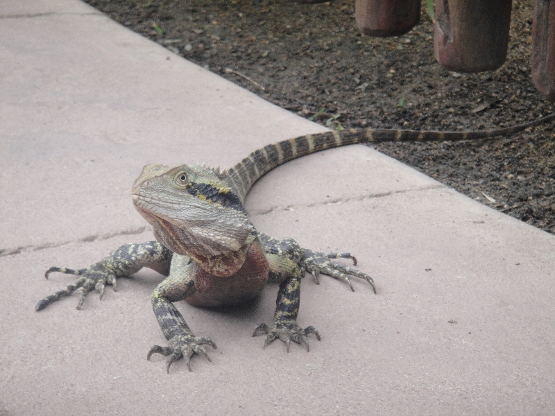 Lizards walking through the zoo, Australia