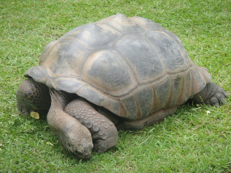 No hurry in turtle land, Beerwah Australia