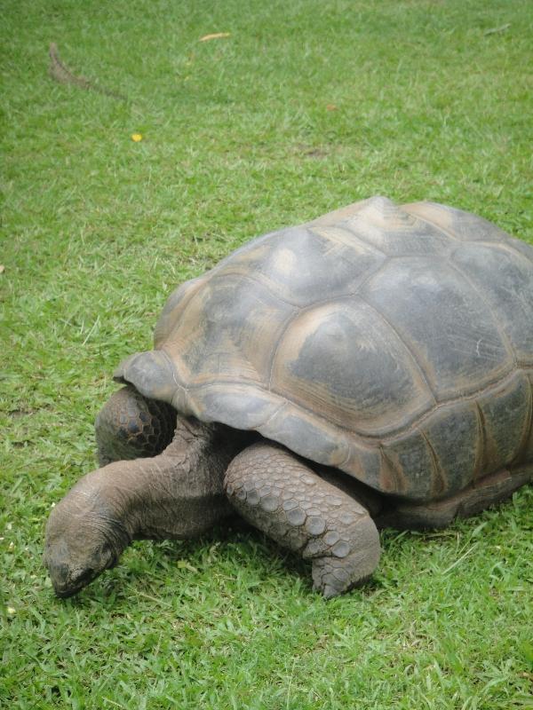 Turtle on the move, Beerwah Australia