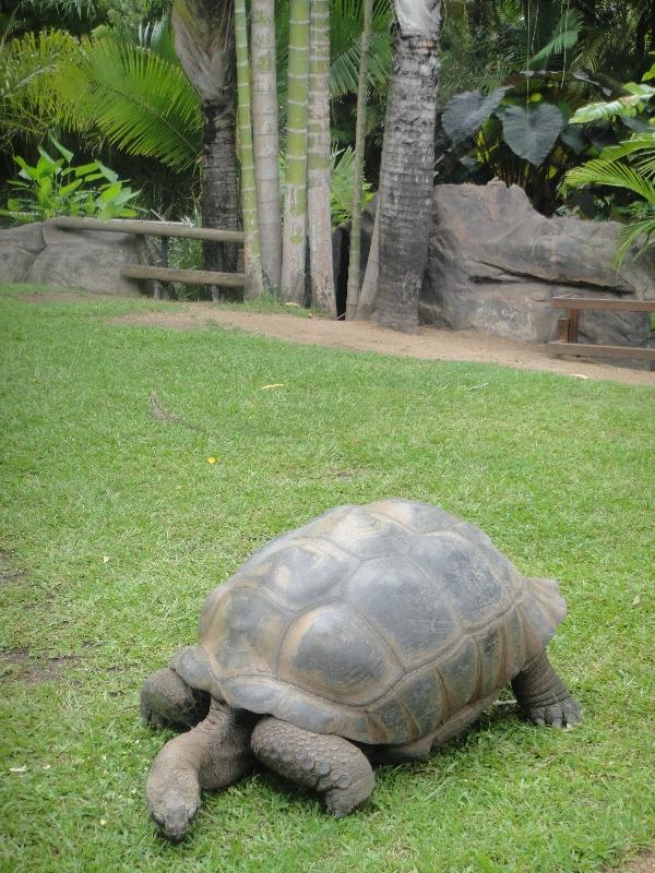 Gallapagos turtles in Beerwah, Australia