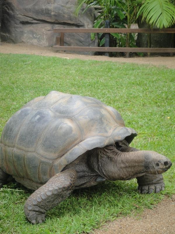 Turtle necks out on the grass, Beerwah Australia