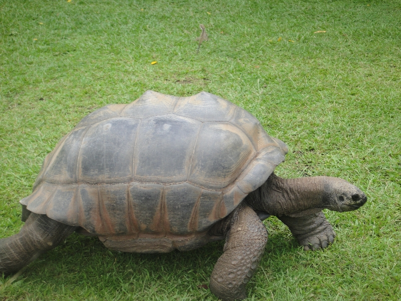 Walking Giant Turtles at the zoo, Australia