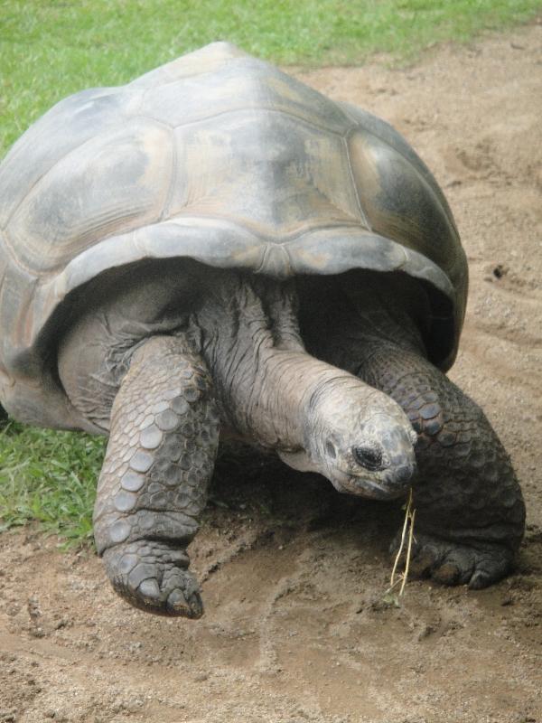 Turtle action at Steve Irwin's zoo, Beerwah Australia