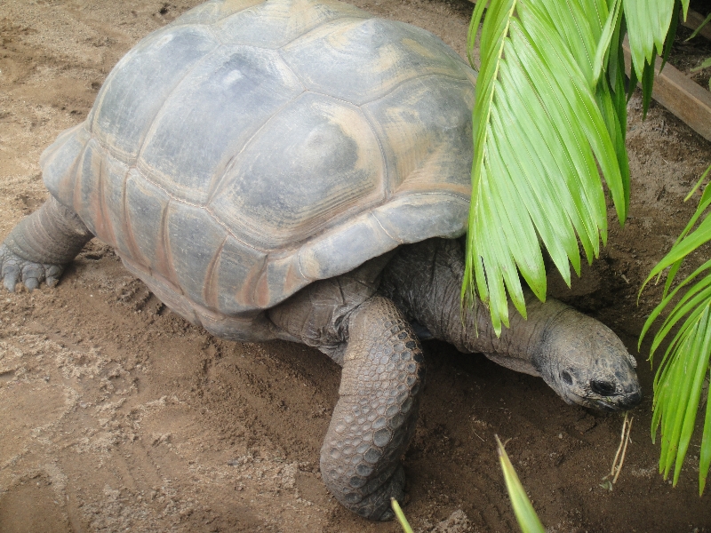 It's a giant turtle!, Beerwah Australia