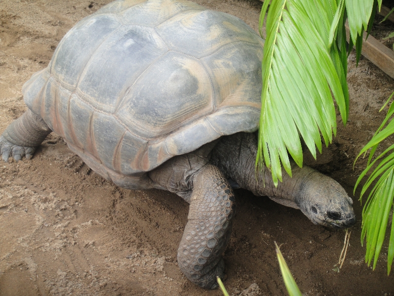 It's a giant turtle!, Australia