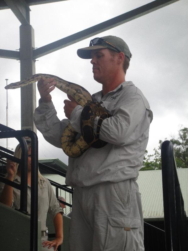 Snakes cuddling at Australia Zoo, Australia