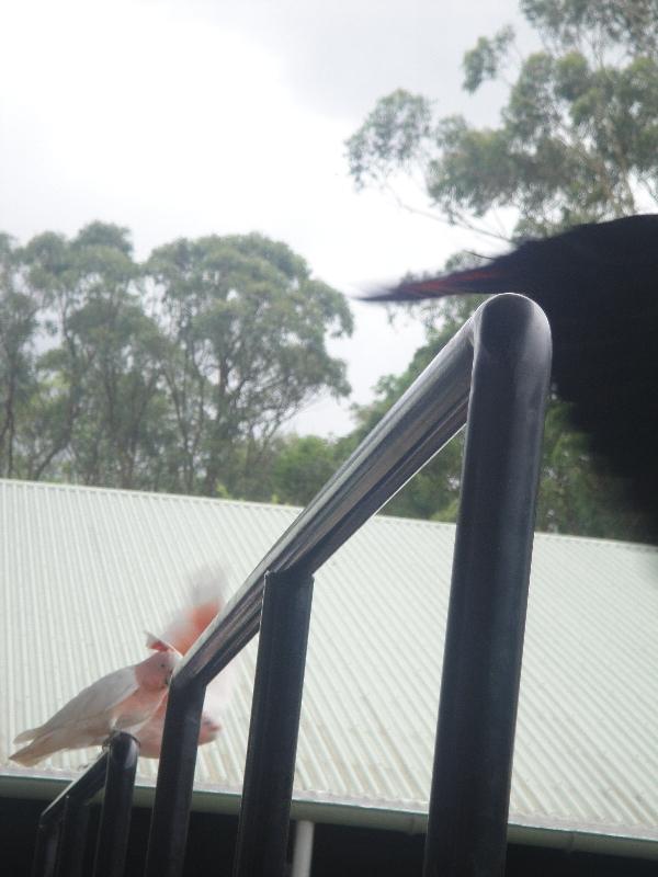 Photo The Steve Irwin Australia Zoo in Beerwah, Queensland easily