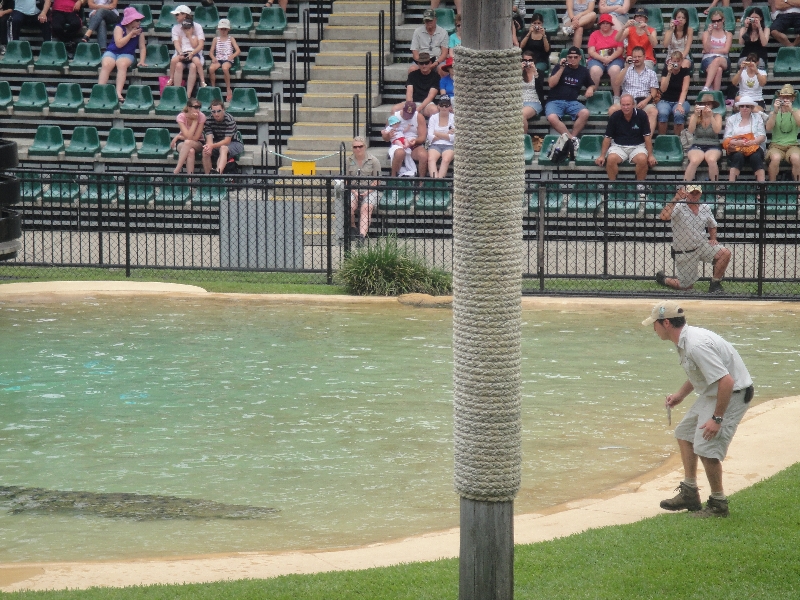 Crocodile ready to hunt for some meat, Australia