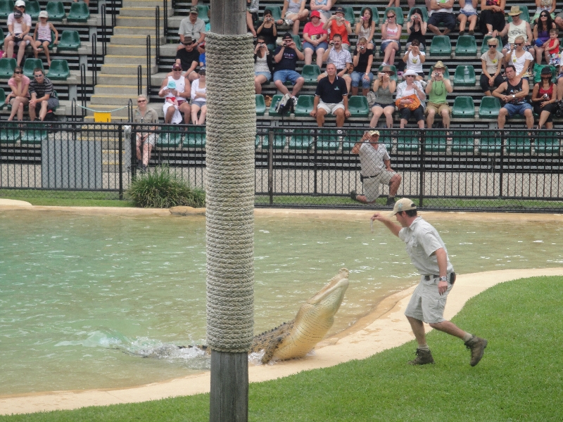 Crocodile strikes for a bite, Australia