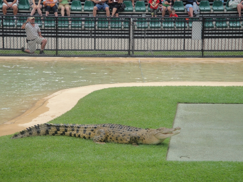 Feeding the crocs at the Australia Zoo, Beerwah Australia