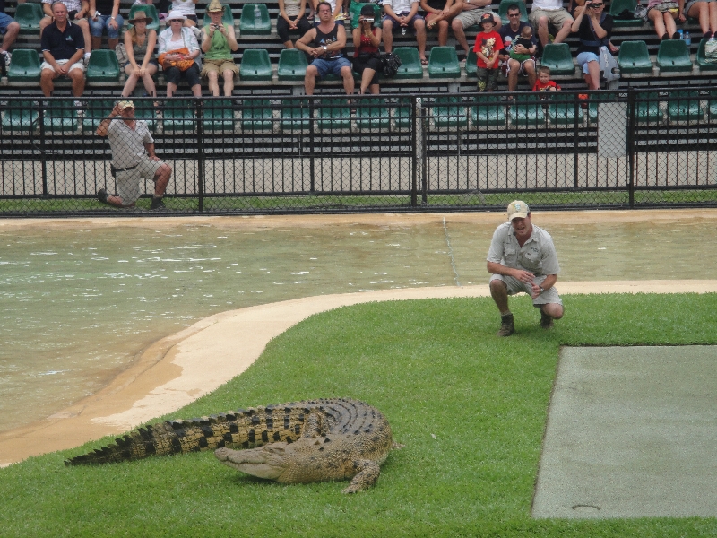 Crocodile feeding time at the zoo , Beerwah Australia