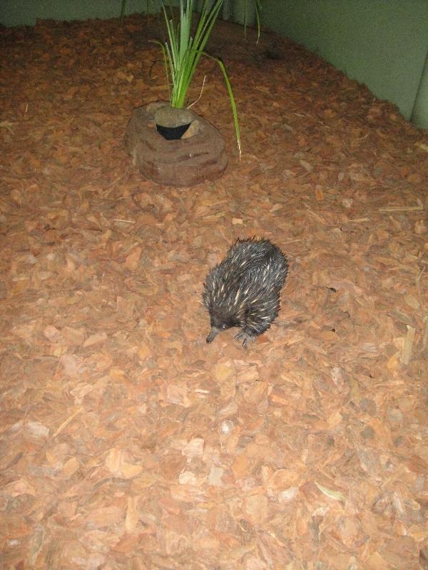 Echidna at Steve Irwin's Australia Zoo, Beerwah Australia