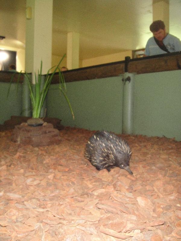 Cute echidna in Beerwah, Queensland, Australia