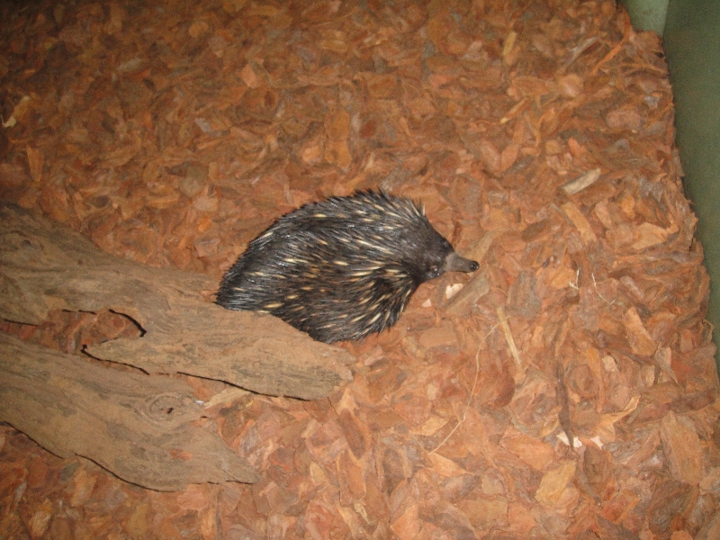 Photo The Steve Irwin Australia Zoo in Beerwah, Queensland famous