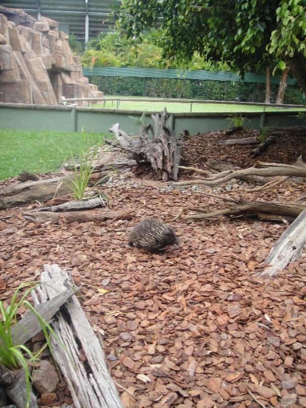 Photo The Steve Irwin Australia Zoo in Beerwah, Queensland ranger