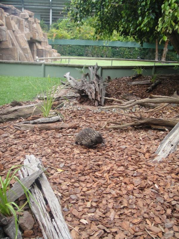 The Steve Irwin Australia Zoo in Beerwah, Queensland Travel Album