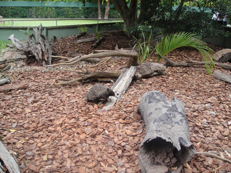 Photo The Steve Irwin Australia Zoo in Beerwah, Queensland throughout