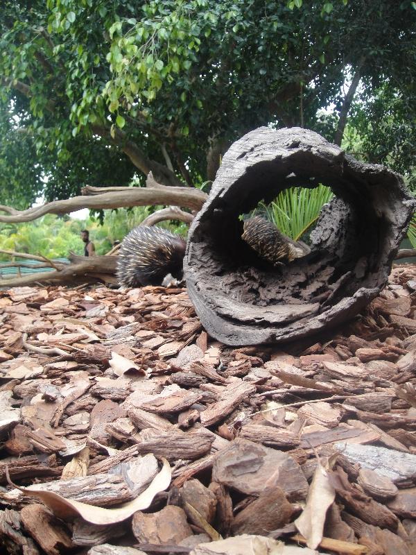Photo The Steve Irwin Australia Zoo in Beerwah, Queensland keepers