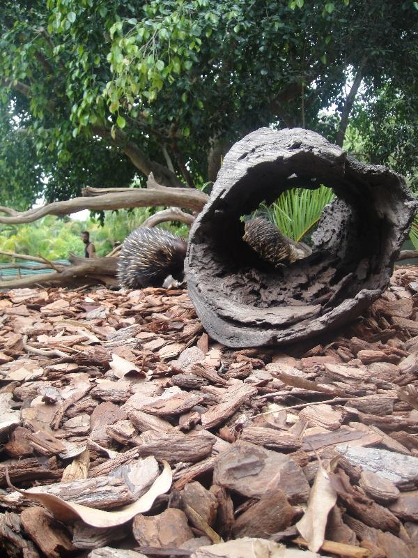 The Steve Irwin Australia Zoo in Beerwah, Queensland Trip Picture