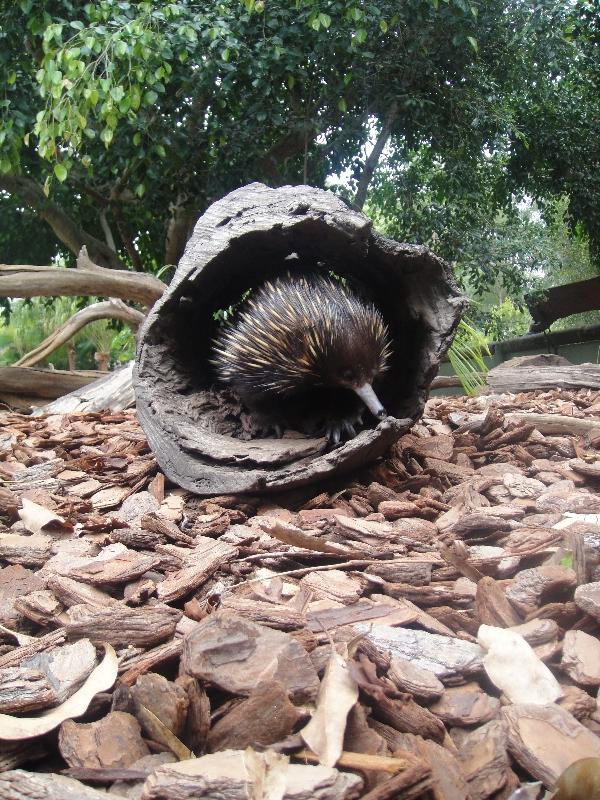 The Steve Irwin Australia Zoo in Beerwah, Queensland Photograph