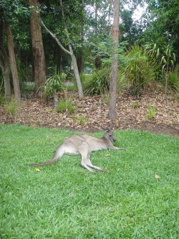 Photo The Steve Irwin Australia Zoo in Beerwah, Queensland behind