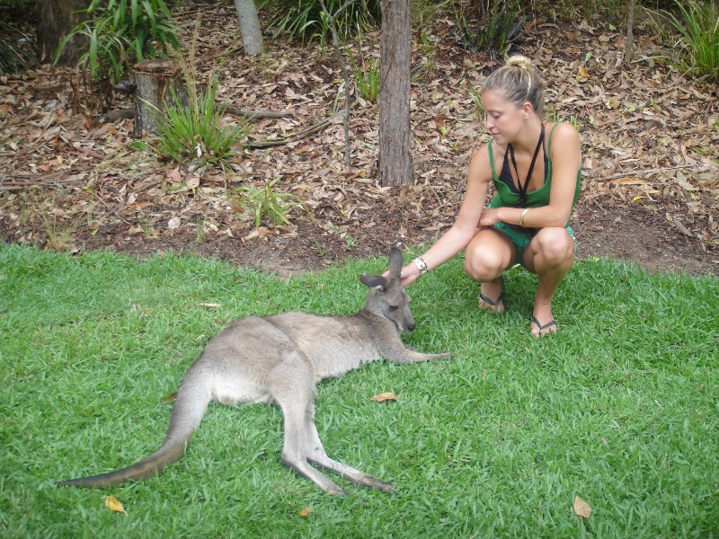 Photo The Steve Irwin Australia Zoo in Beerwah, Queensland Kangaroo