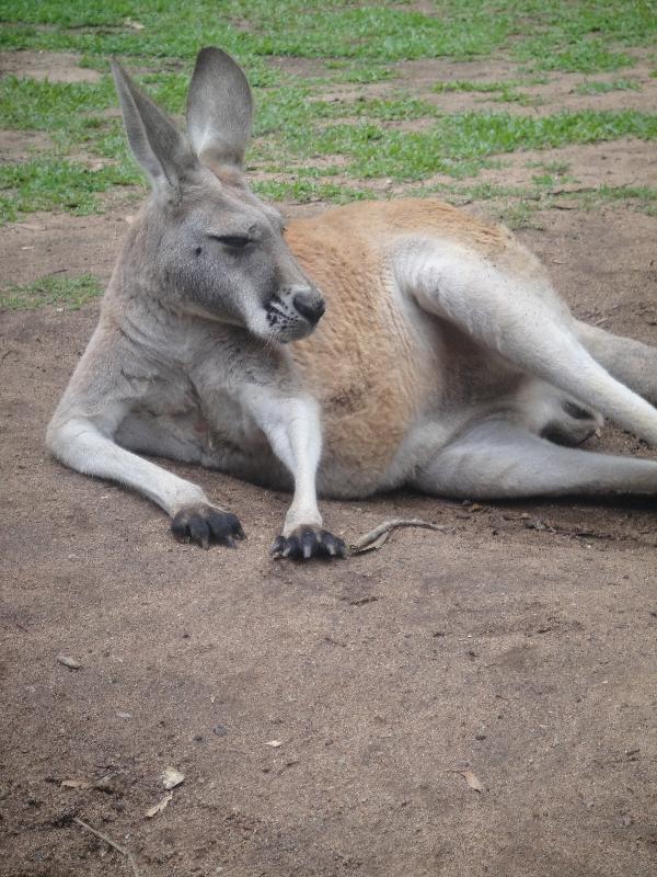 Photo The Steve Irwin Australia Zoo in Beerwah, Queensland cuddle